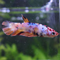 Toupie - Femelle Betta Koi Galaxy - BC2