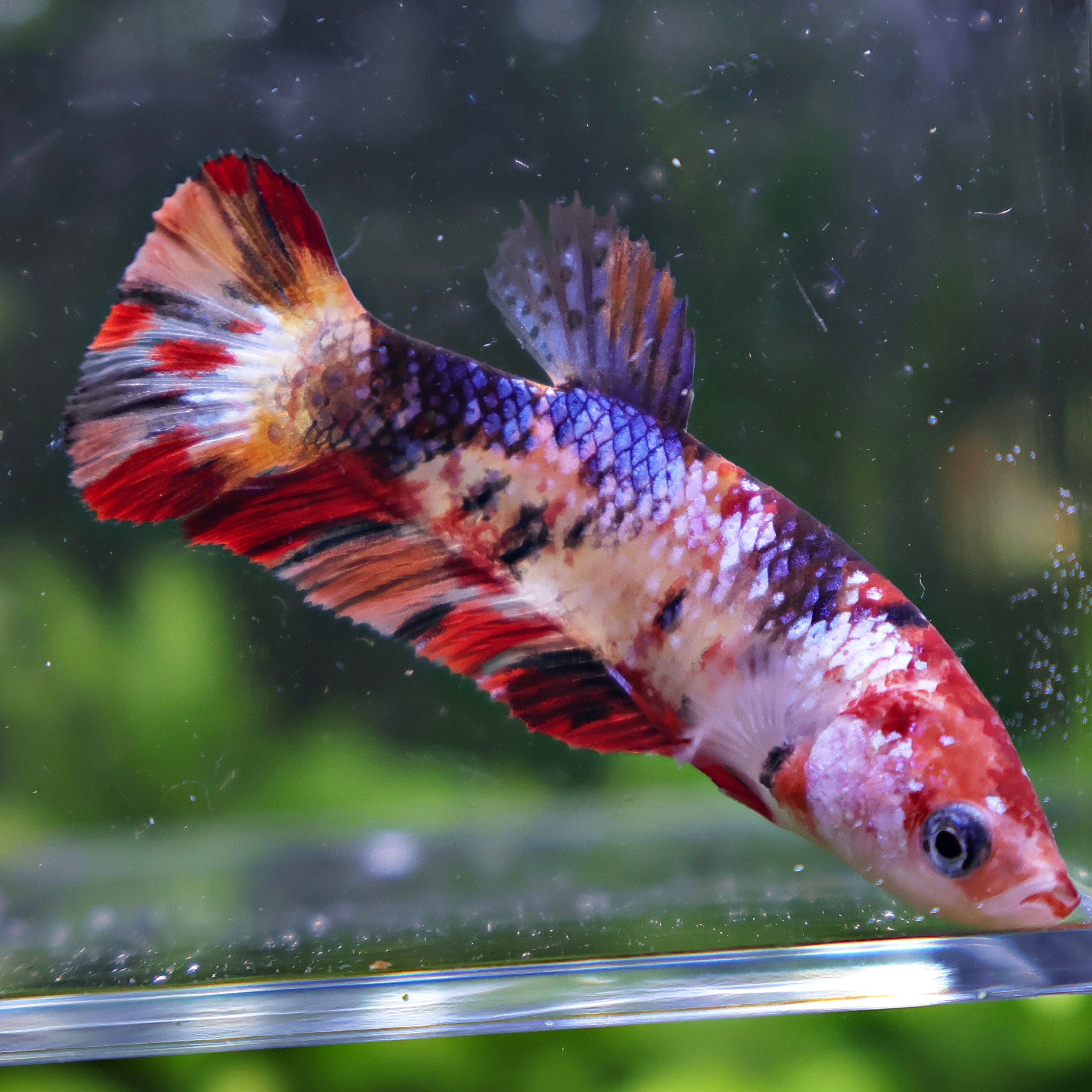Lipstick - Femelle Betta Koi Galaxy - BC2