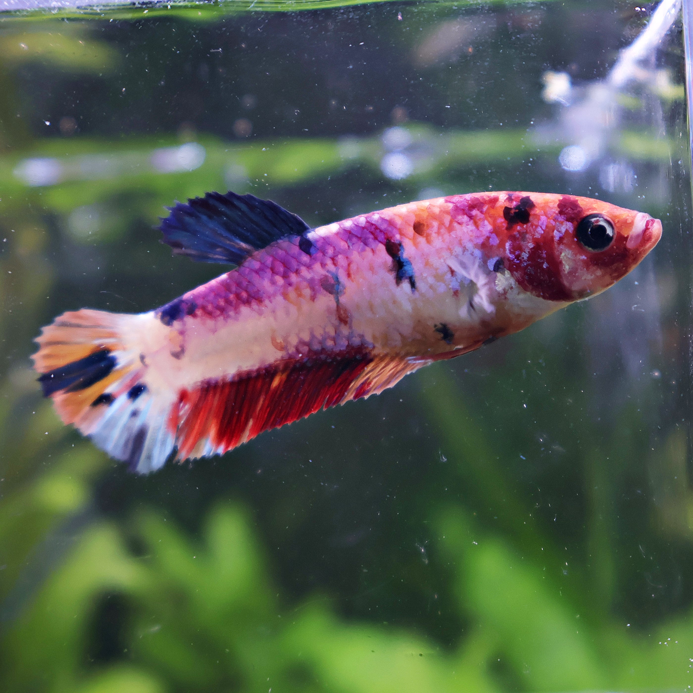 Spirite - Femelle Betta Koi Galaxy - BC2
