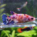 Océane - Femelle Betta Koi Galaxy - BC2