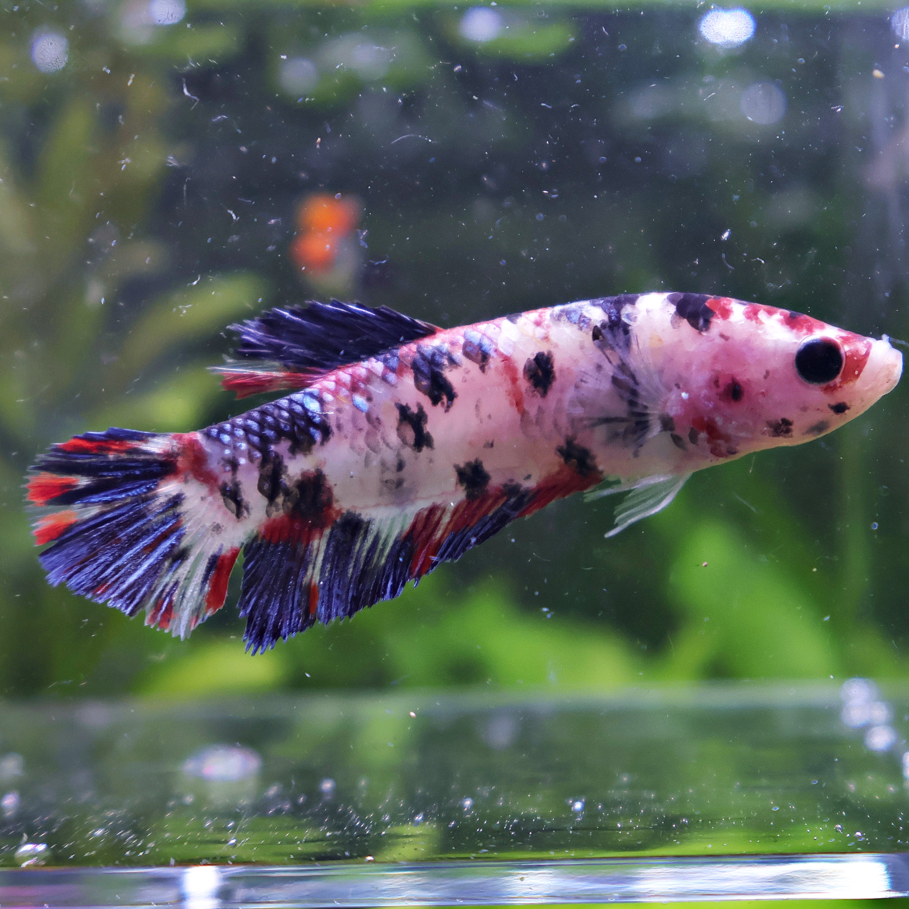 Chouquette - Femelle Betta Koi Galaxy - BC2
