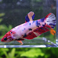 Anger - Femelle Betta Koi Galaxy - BC2