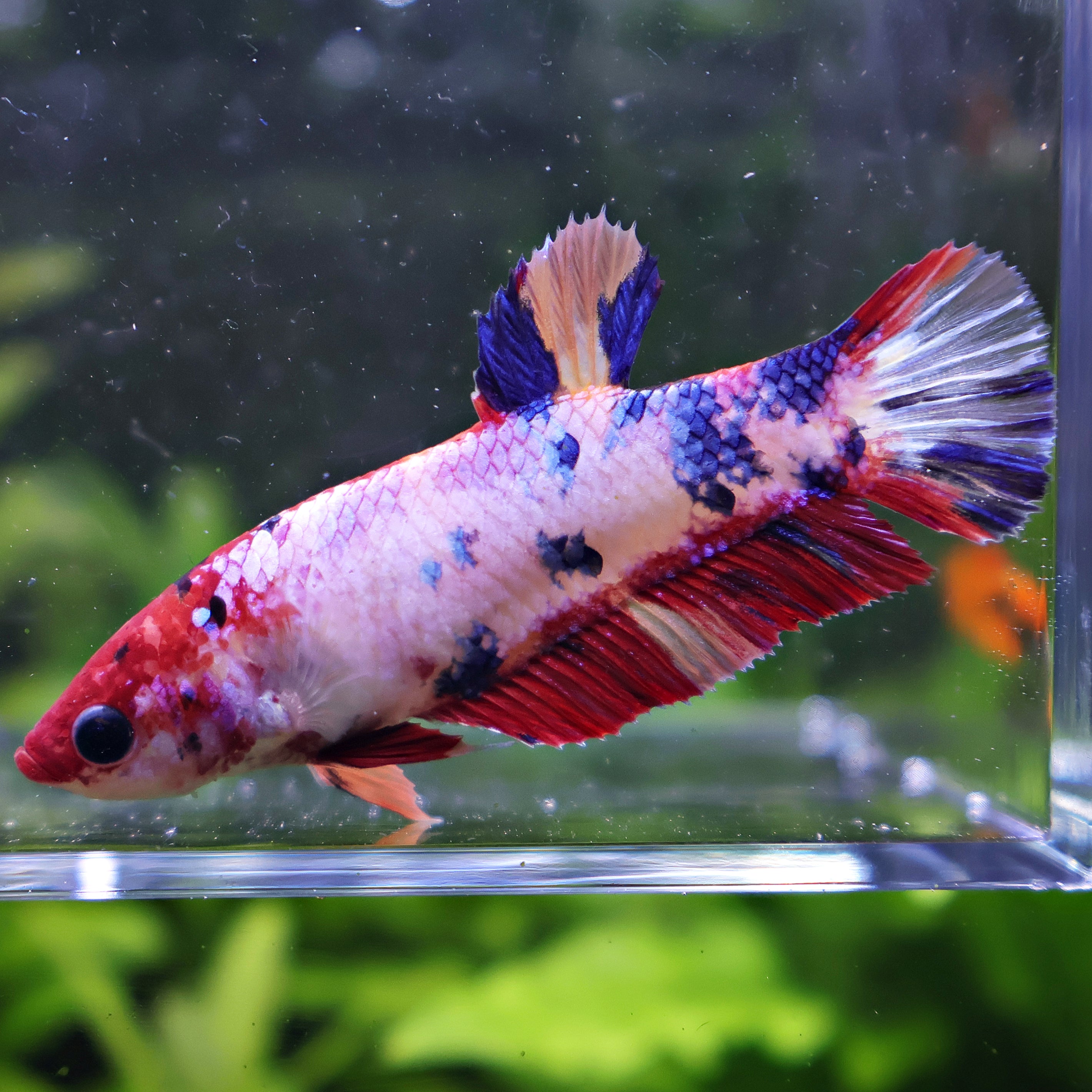 Anger - Femelle Betta Koi Galaxy - BC2