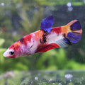 Orangine - Femelle Betta Koi Galaxy - BC2
