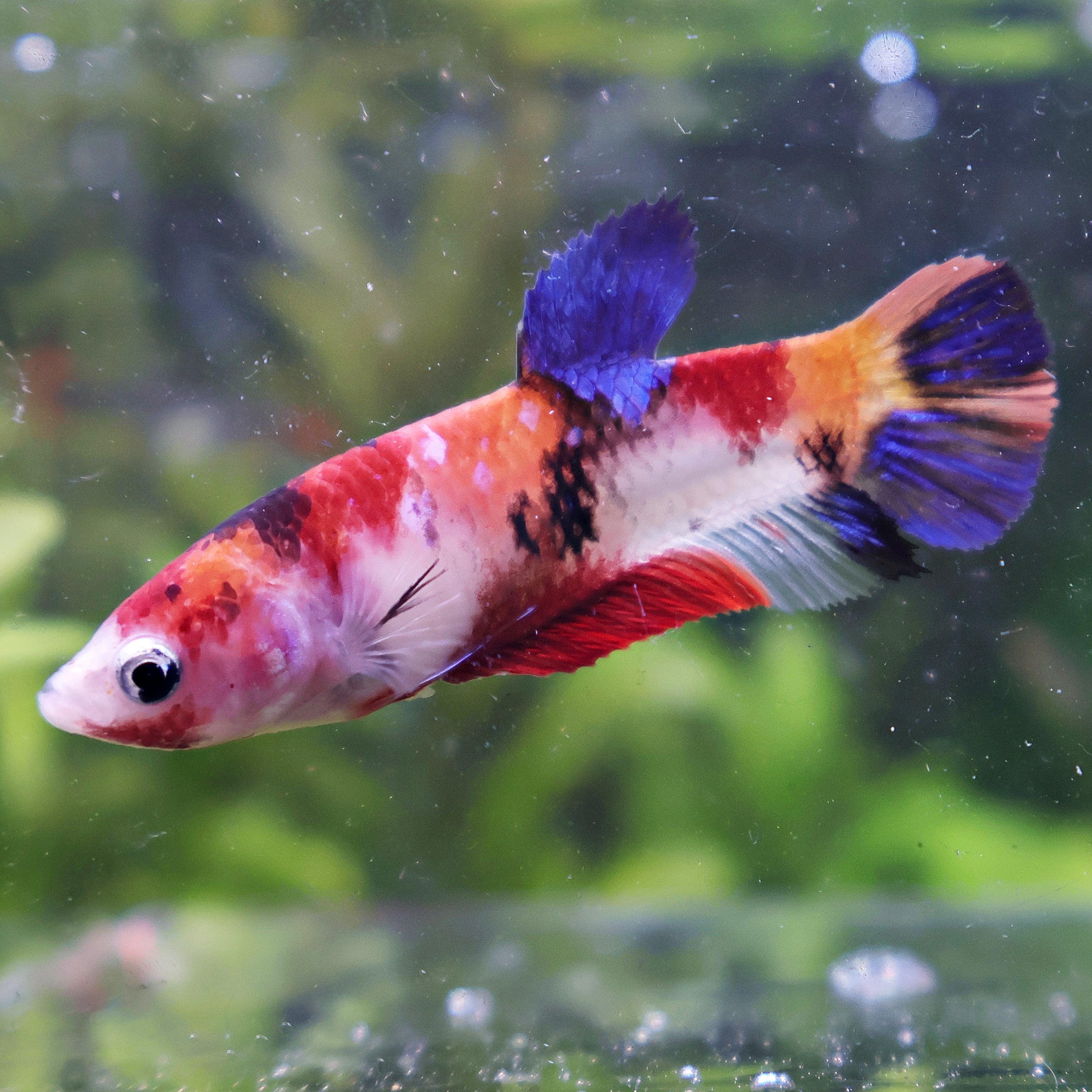 Orangine - Femelle Betta Koi Galaxy - BC2