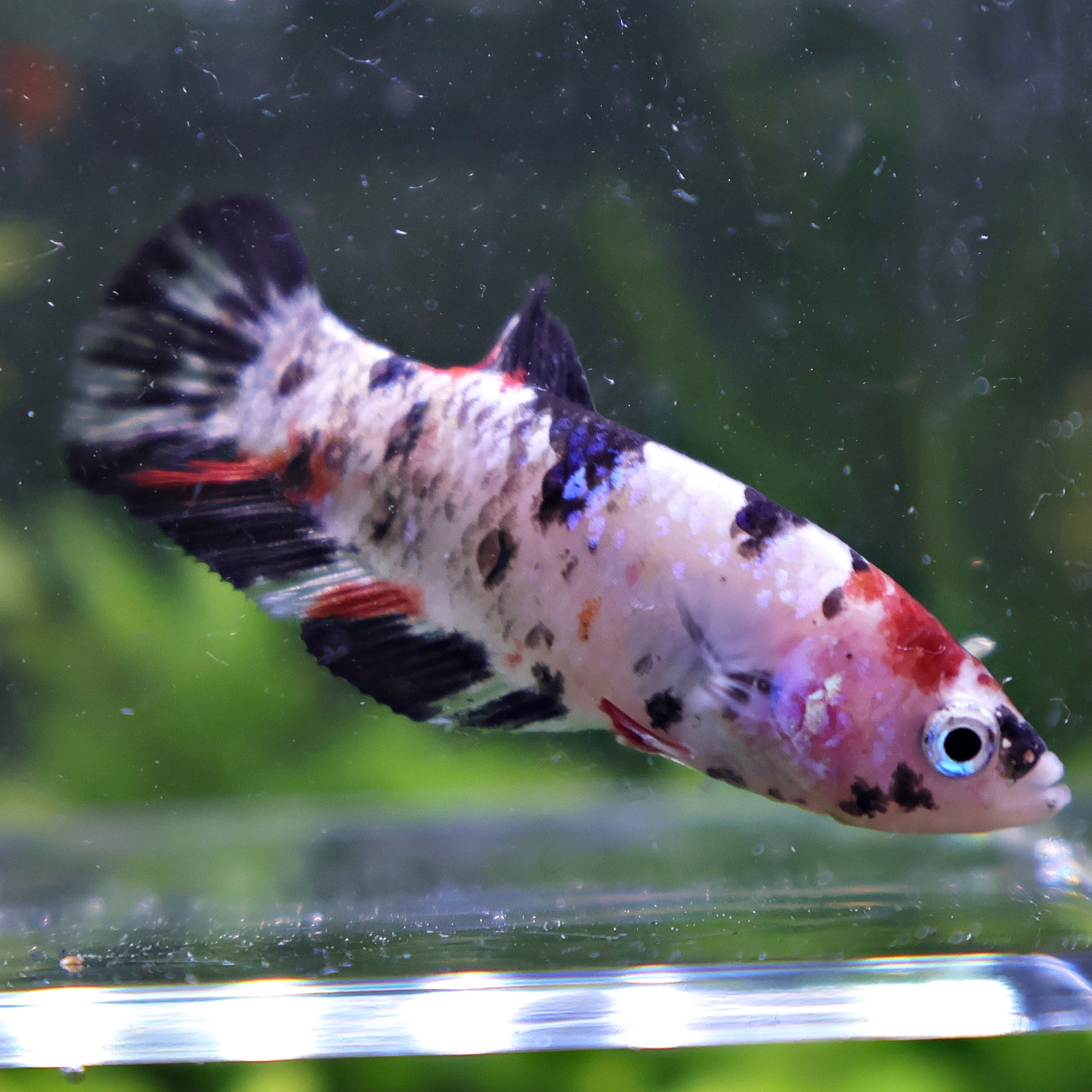 Mauricette - Femelle Betta Koi Galaxy - BC2