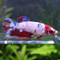 Lolipop - Femelle Betta Koi Galaxy - BC2