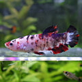 Eclipse - Femelle Betta Koi Galaxy - BC2