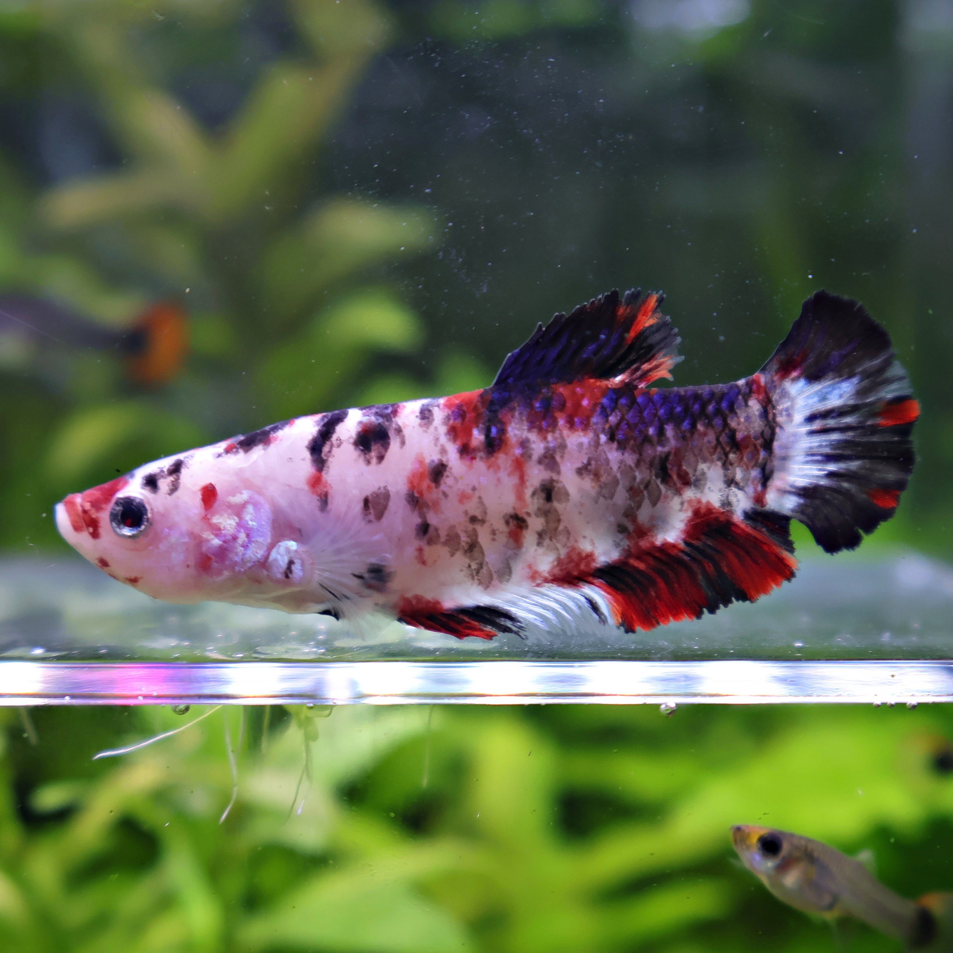 Eclipse - Femelle Betta Koi Galaxy - BC2