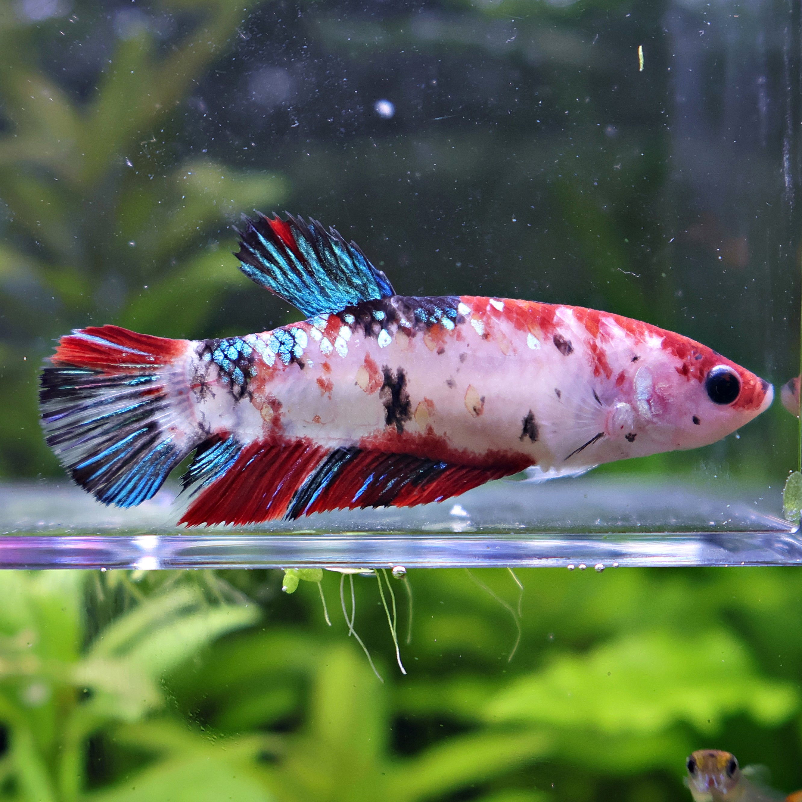 Léandre - Femelle Betta Koi Galaxy - BC2