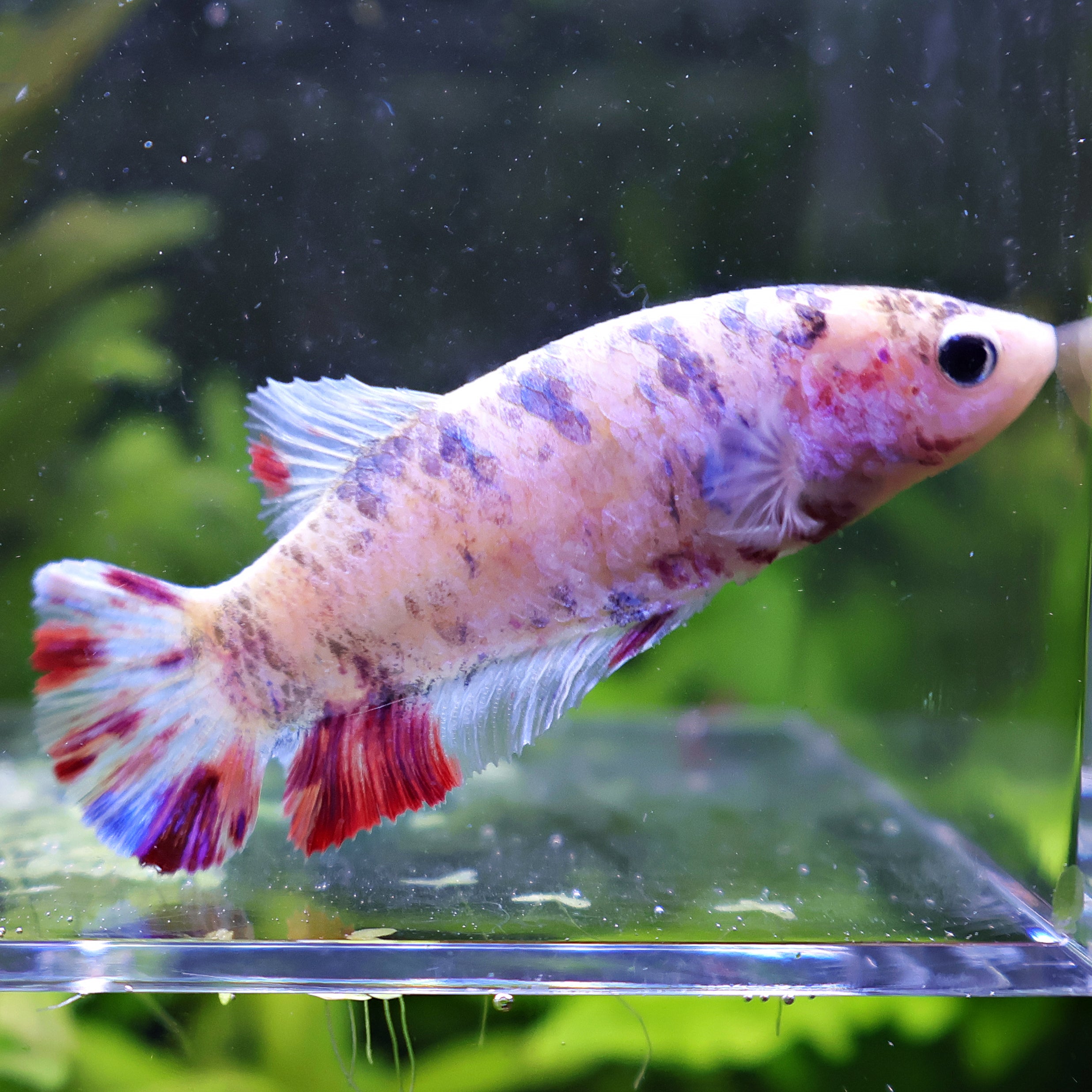 Nuage Sucré au Sucre - Femelle Betta Koi Galaxy - BC2