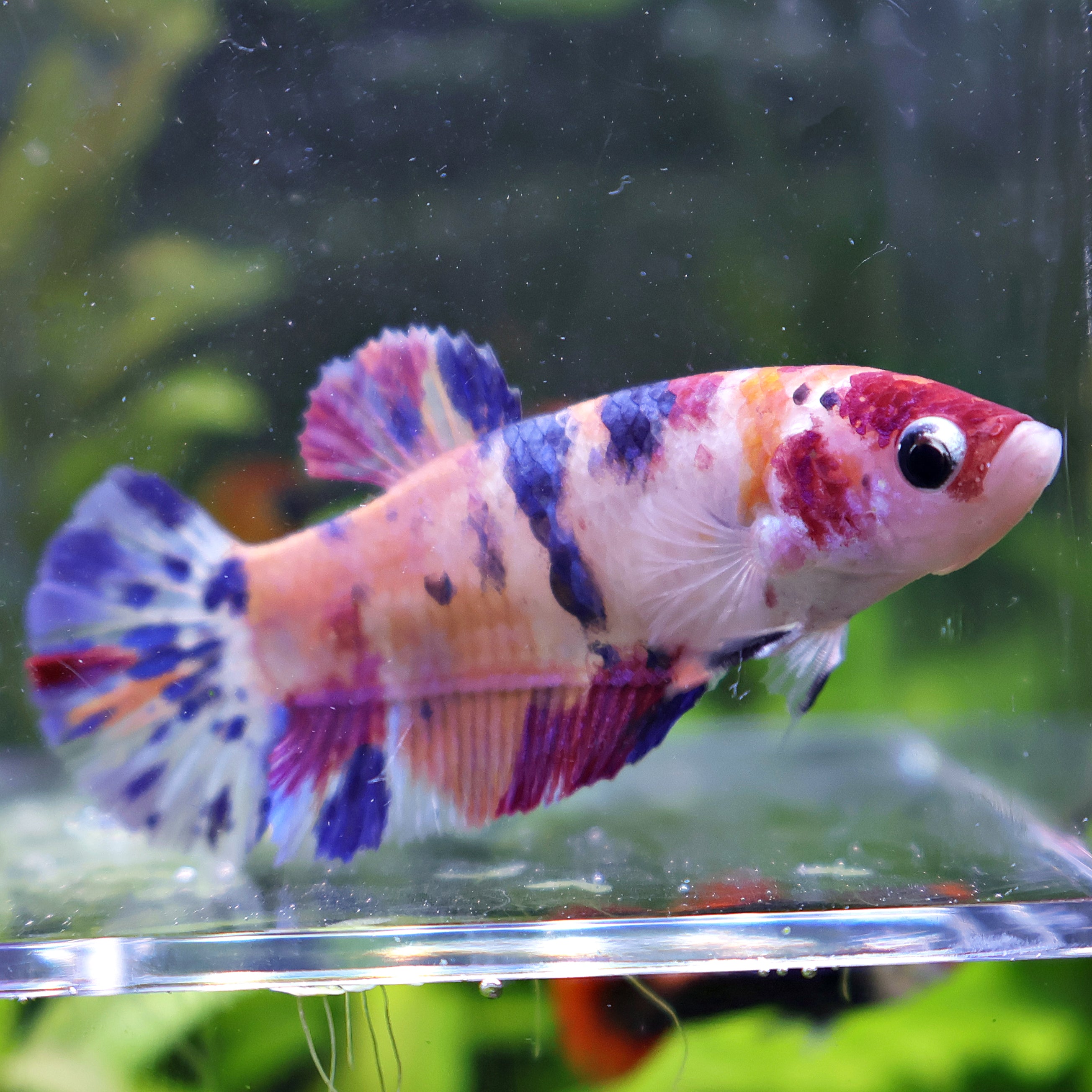 Loupiotte - Femelle Betta Koi Galaxy - BC2