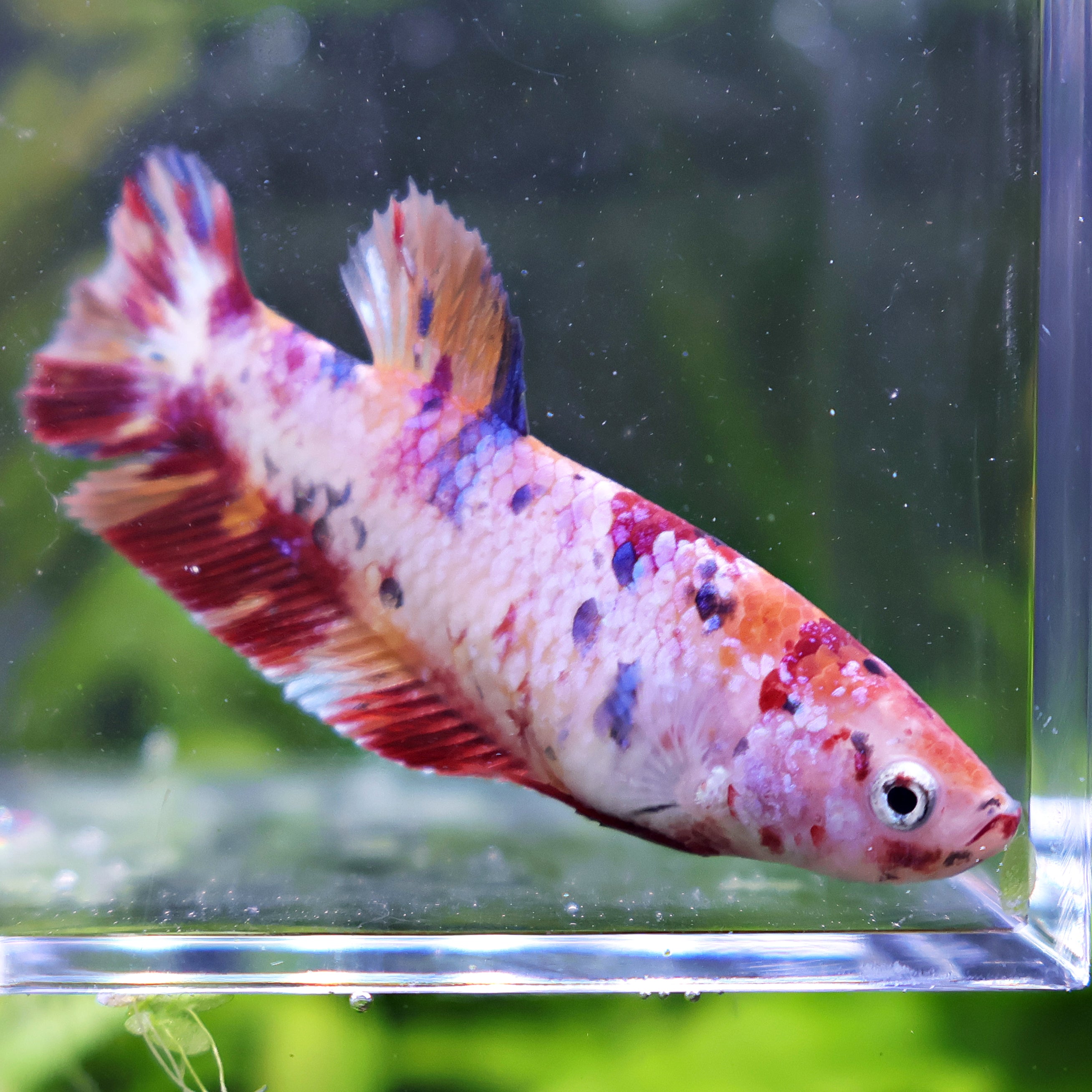 Tartelette - Femelle Betta Koi Galaxy - BC2