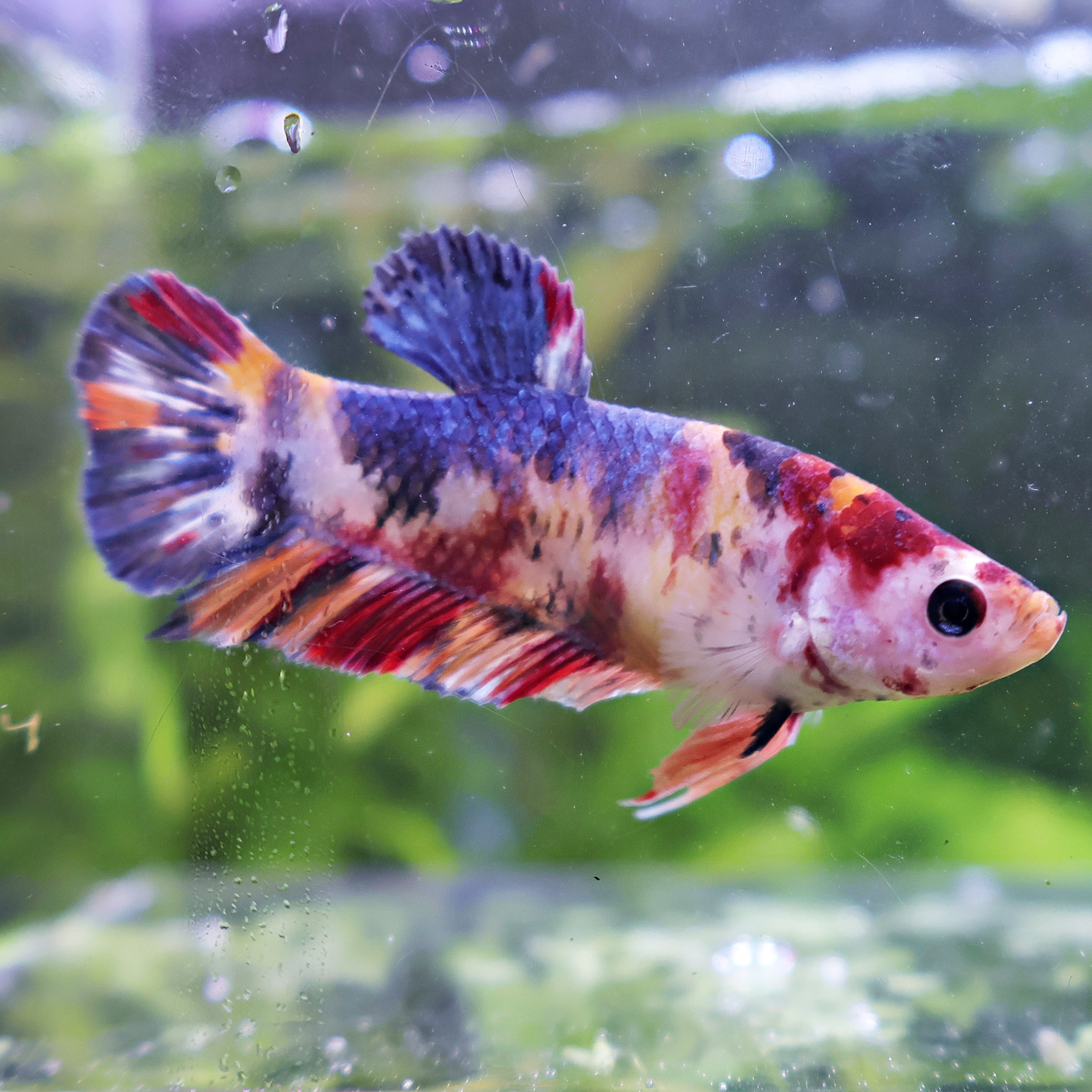 Princesse Divine - Femelle Betta Koi Galaxy - BC2