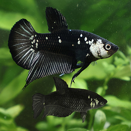 Mâle Uniquement - Samourai StarTail Black