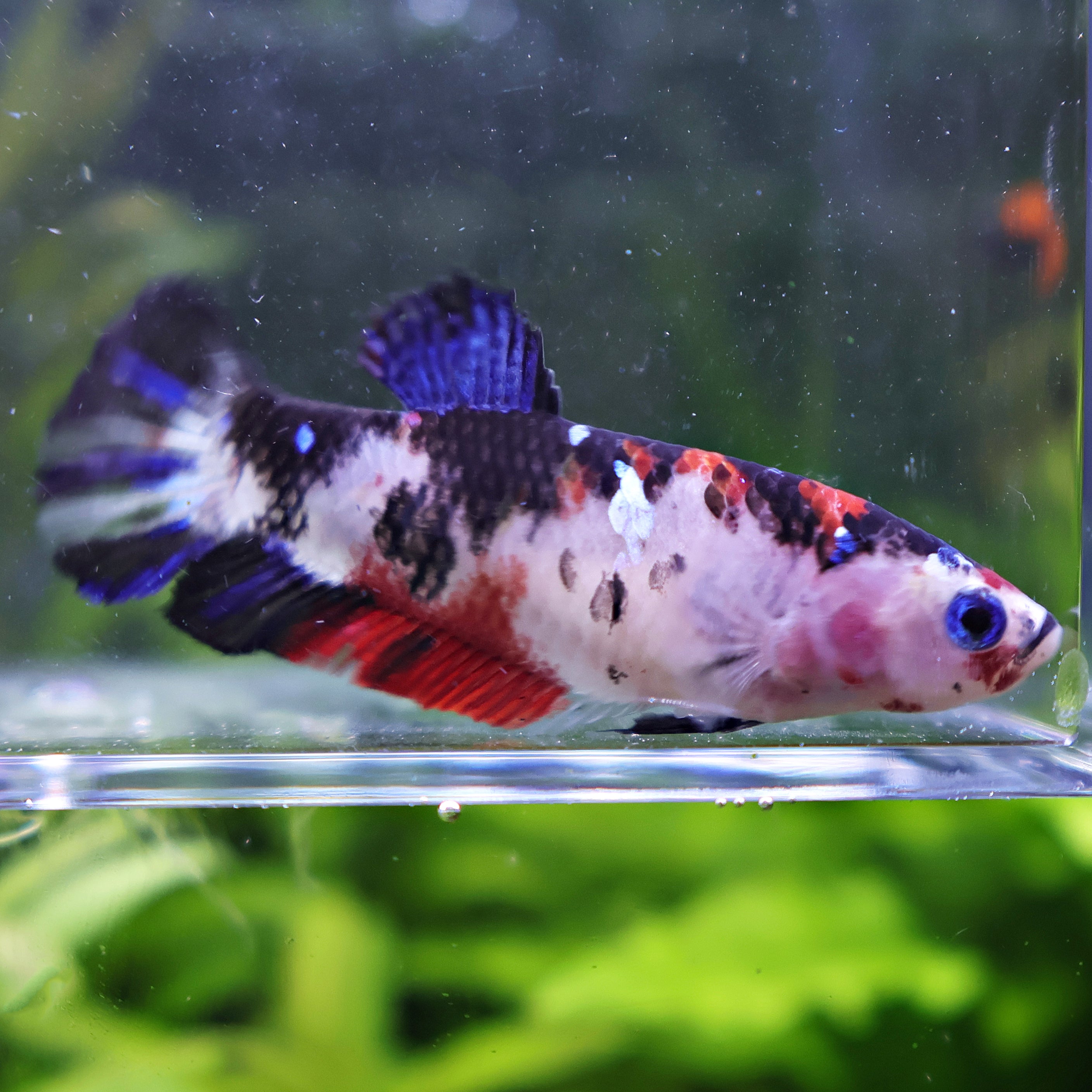 OceanEyes - Femelle Betta Koi Galaxy - BC2