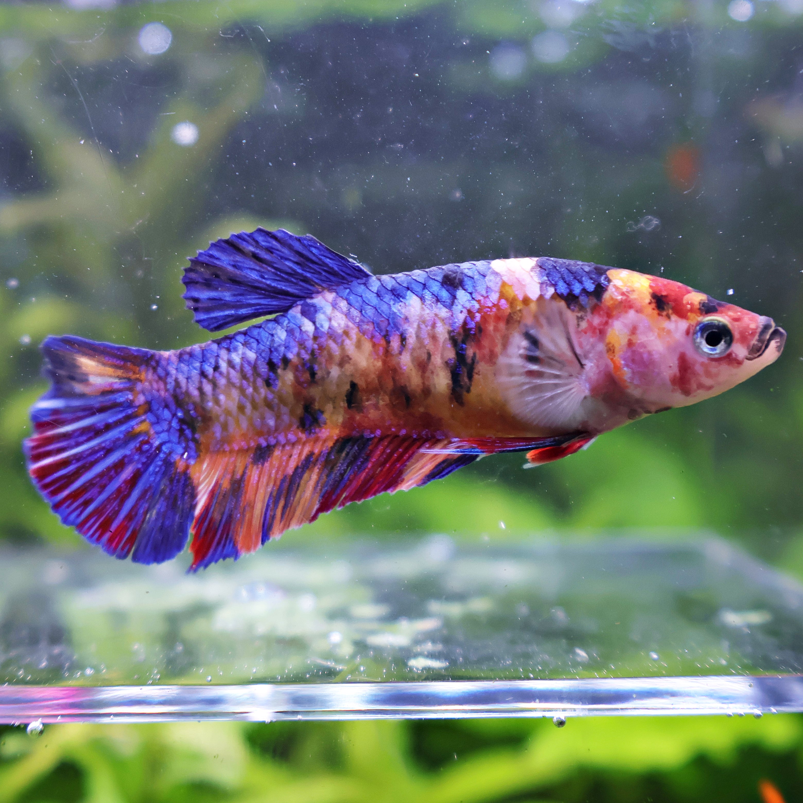 Almonde- Femelle Betta Koi Galaxy - BC2