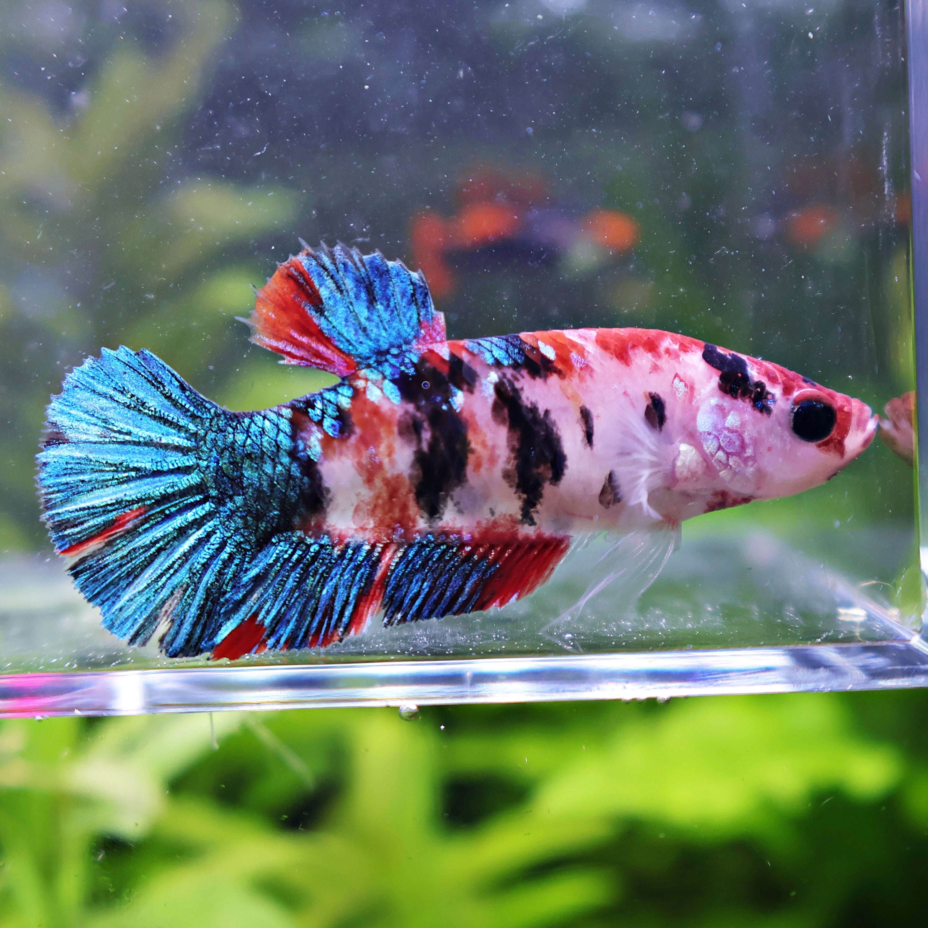 Mistingloutte - Femelle Betta Koi Galaxy - BC2