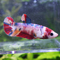 Asticotte - Femelle Betta Koi Galaxy - BC2