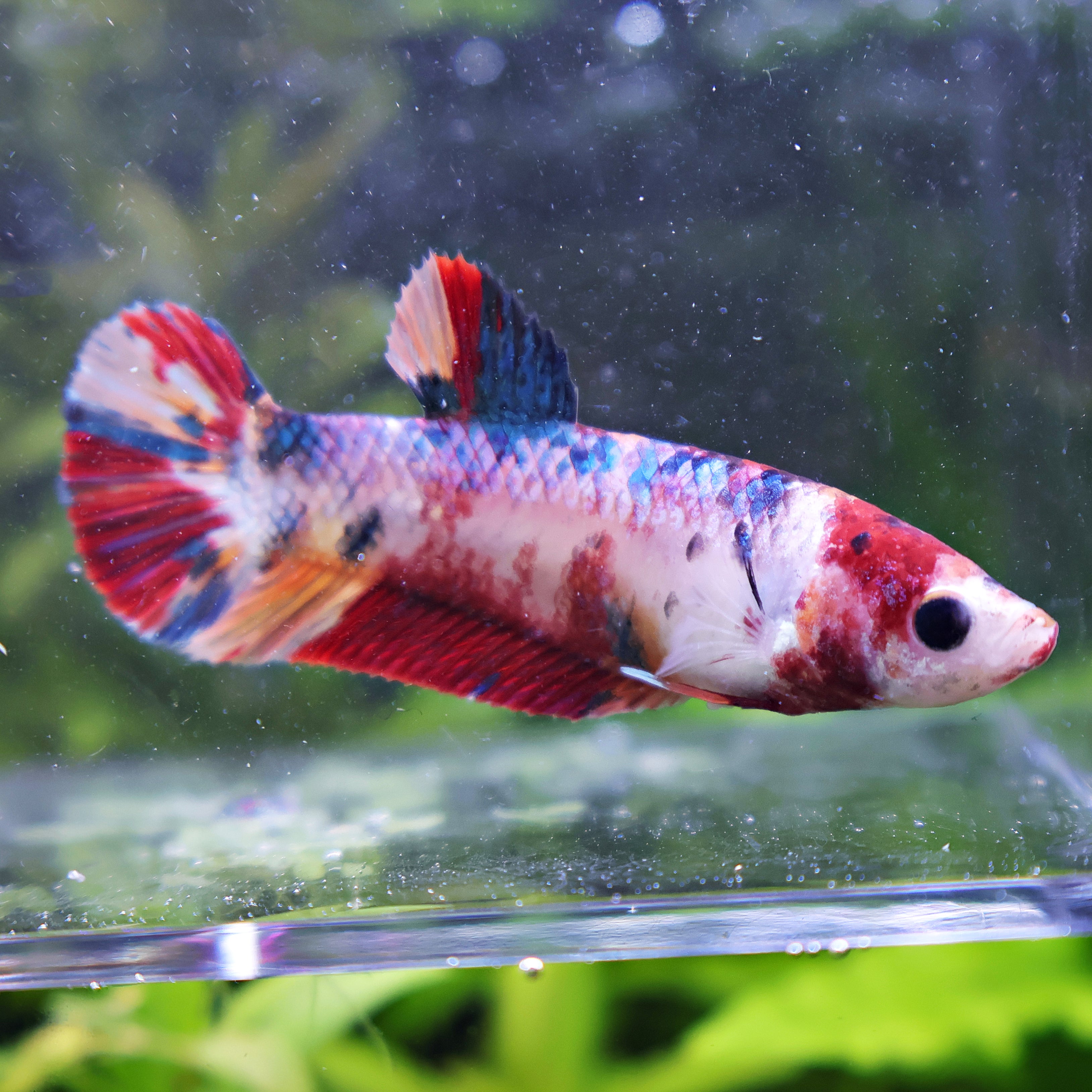 Asticotte - Femelle Betta Koi Galaxy - BC2