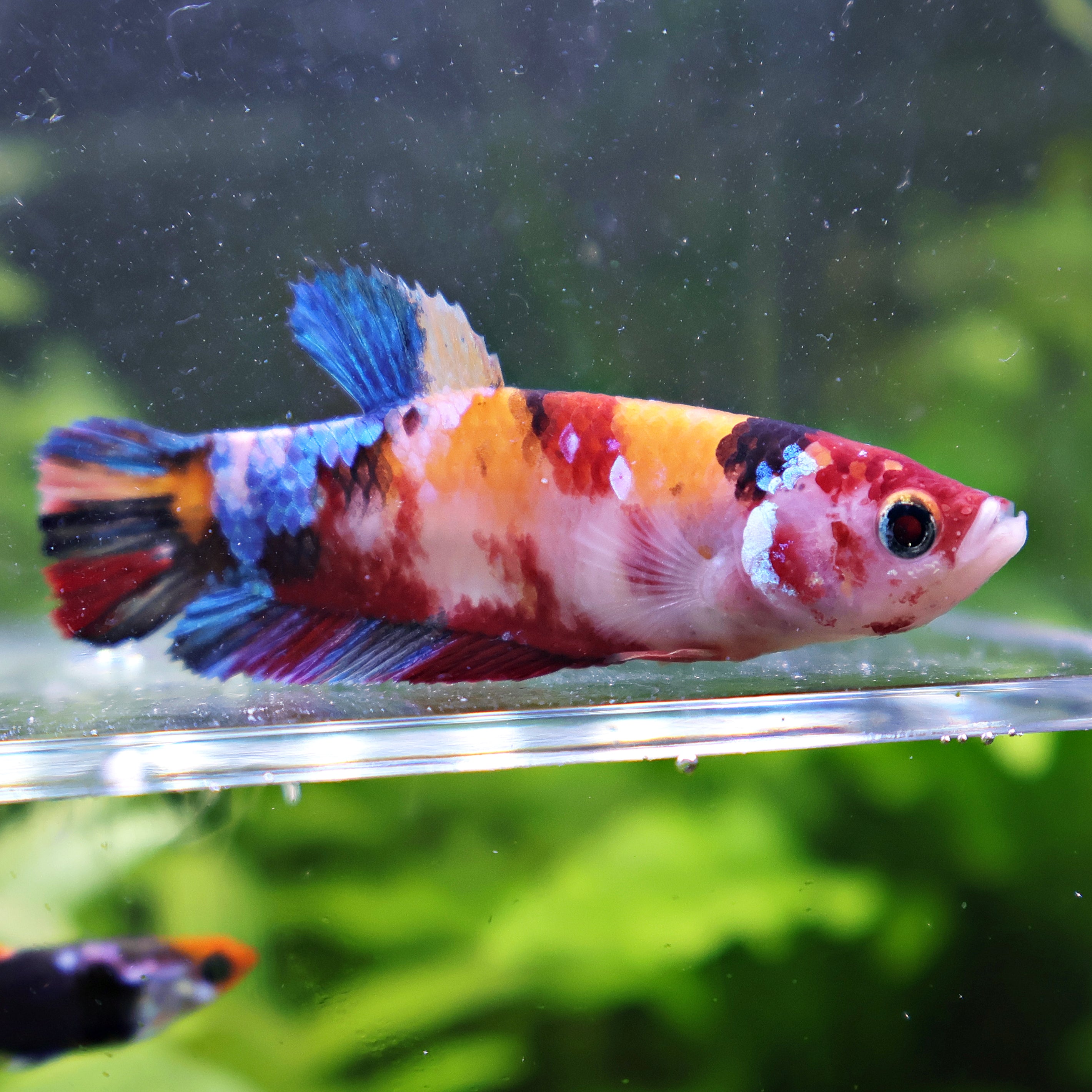Angel - Femelle Betta Koi Galaxy - BC2