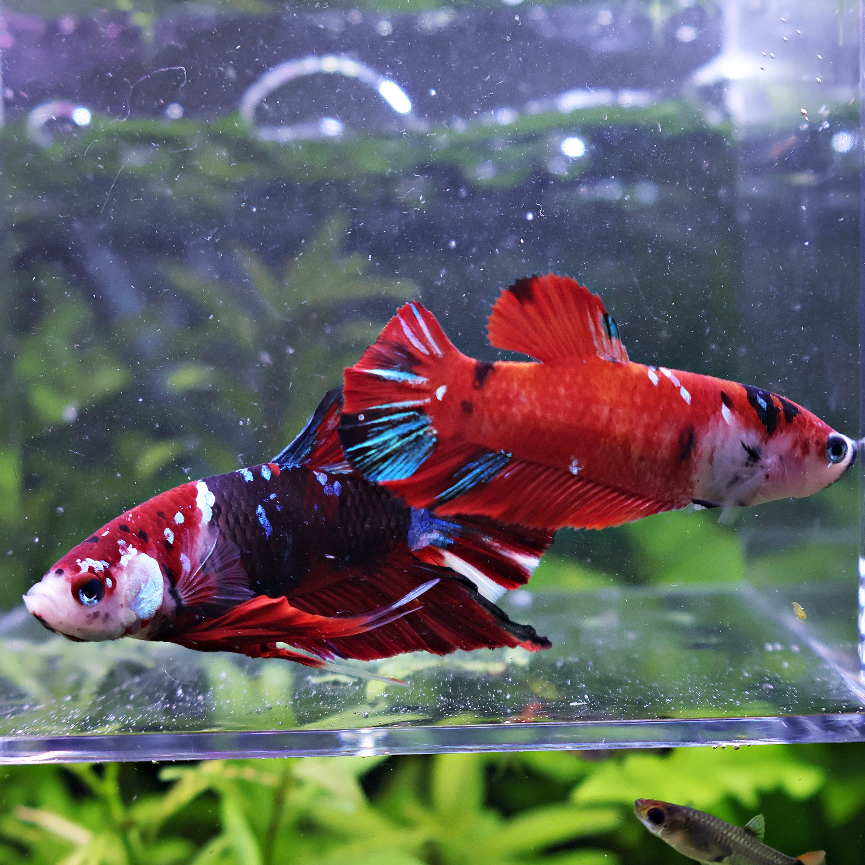 Léa et Léon - Couple Betta Reproducteur - Mâle et Femelle Plakat Koi Red Galaxy