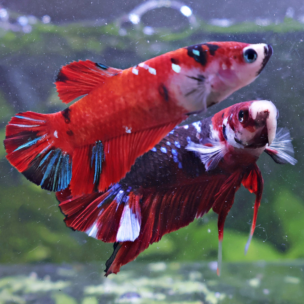 Léa et Léon - Couple Betta Reproducteur - Mâle et Femelle Plakat Koi Red Galaxy