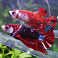 Léa et Léon - Couple Betta Reproducteur - Mâle et Femelle Plakat Koi Red Galaxy