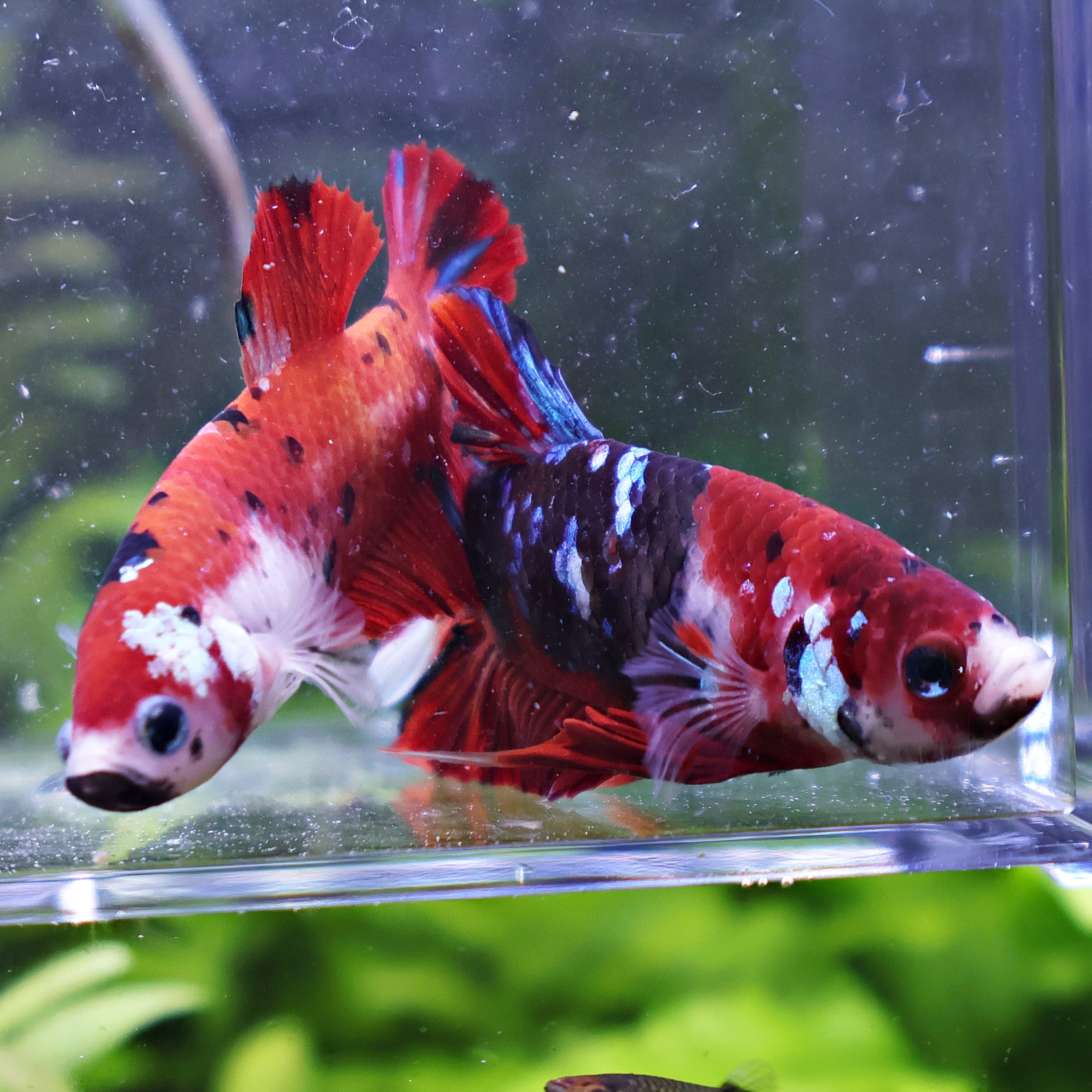 Léa et Léon - Couple Betta Reproducteur - Mâle et Femelle Plakat Koi Red Galaxy