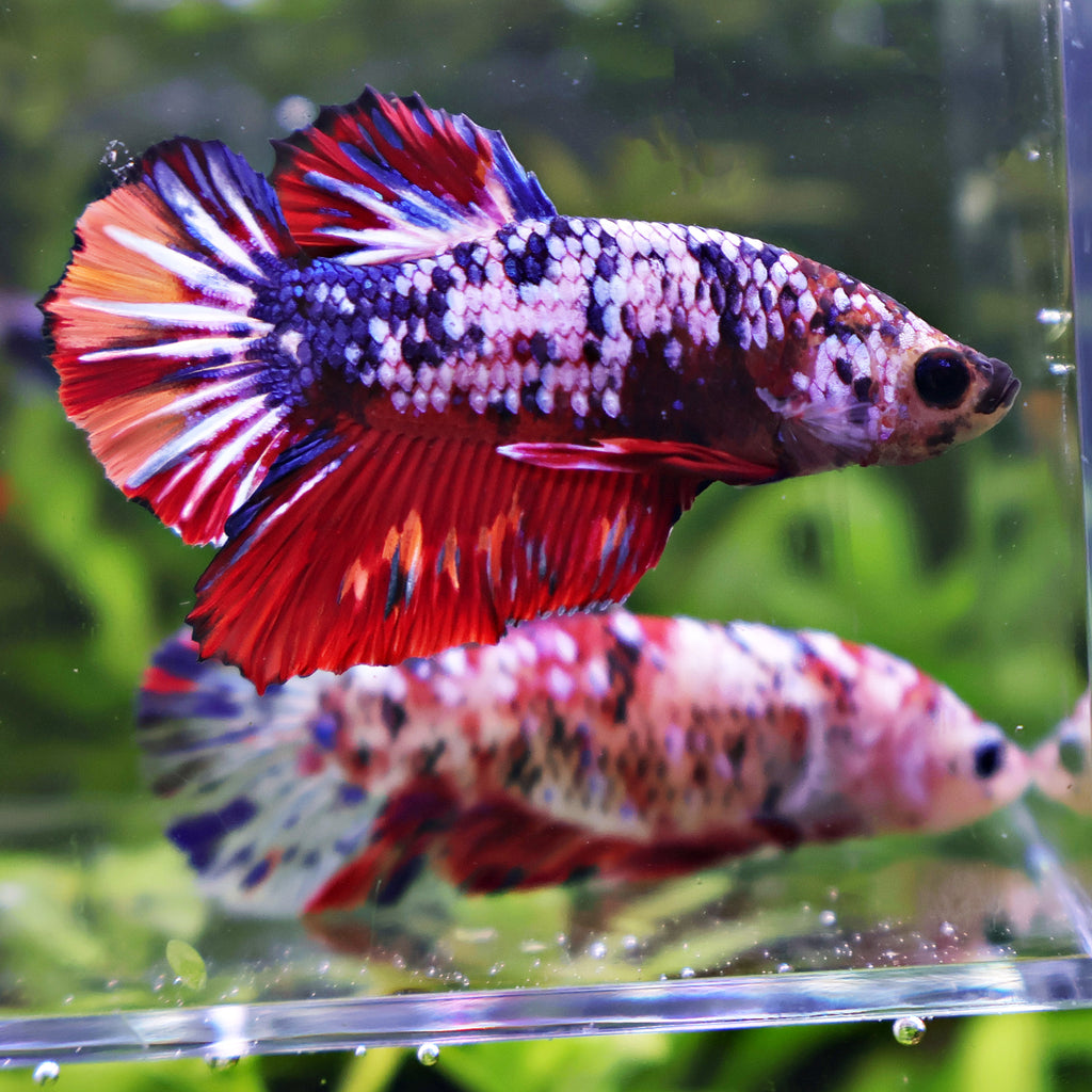 💜Kroki et Krokette - Couple Betta Reproducteur - Mâle et Femelle Plakat Koi Nemo Galaxy