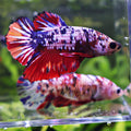 💜Kroki et Krokette - Couple Betta Reproducteur - Mâle et Femelle Plakat Koi Nemo Galaxy