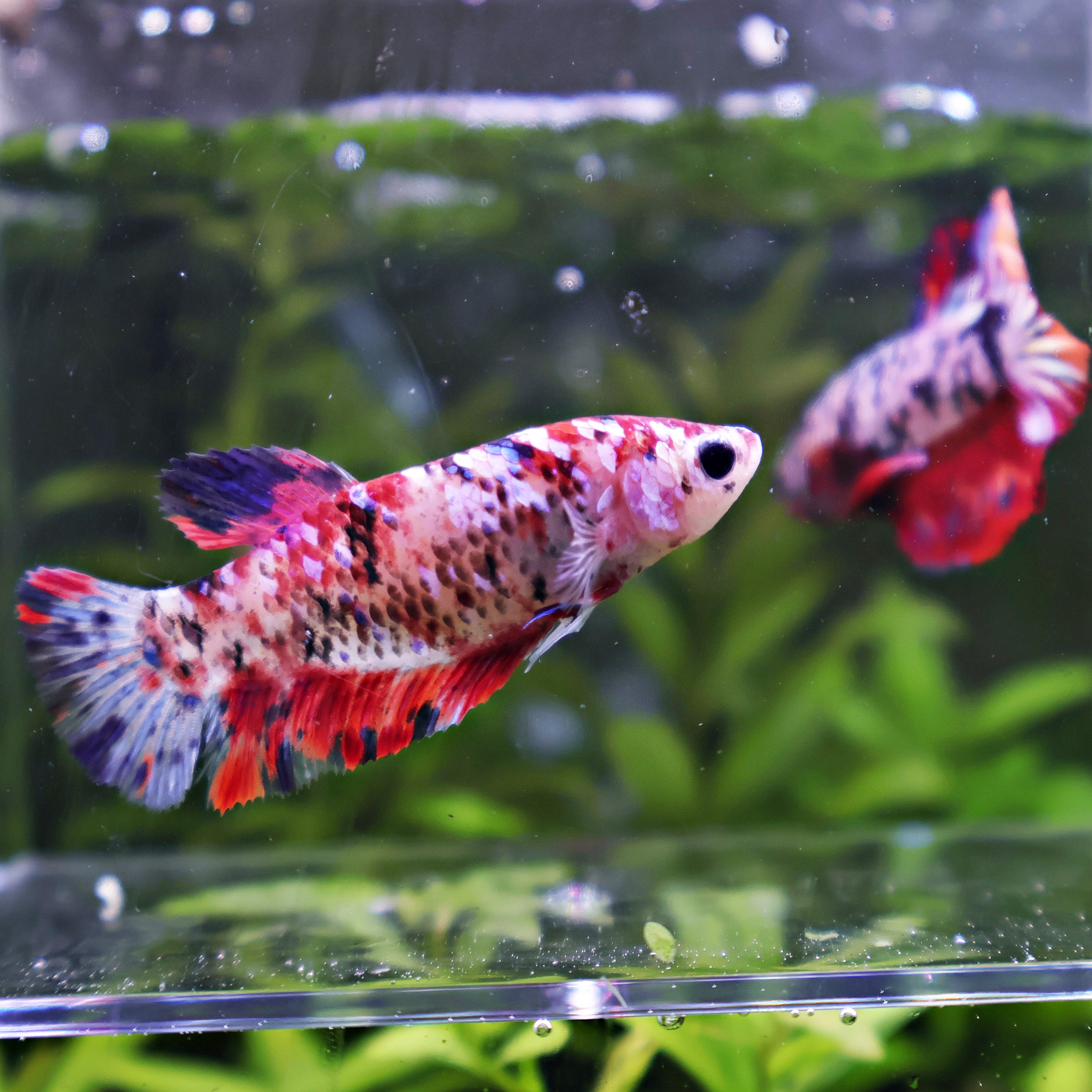 💜Kroki et Krokette - Couple Betta Reproducteur - Mâle et Femelle Plakat Koi Nemo Galaxy