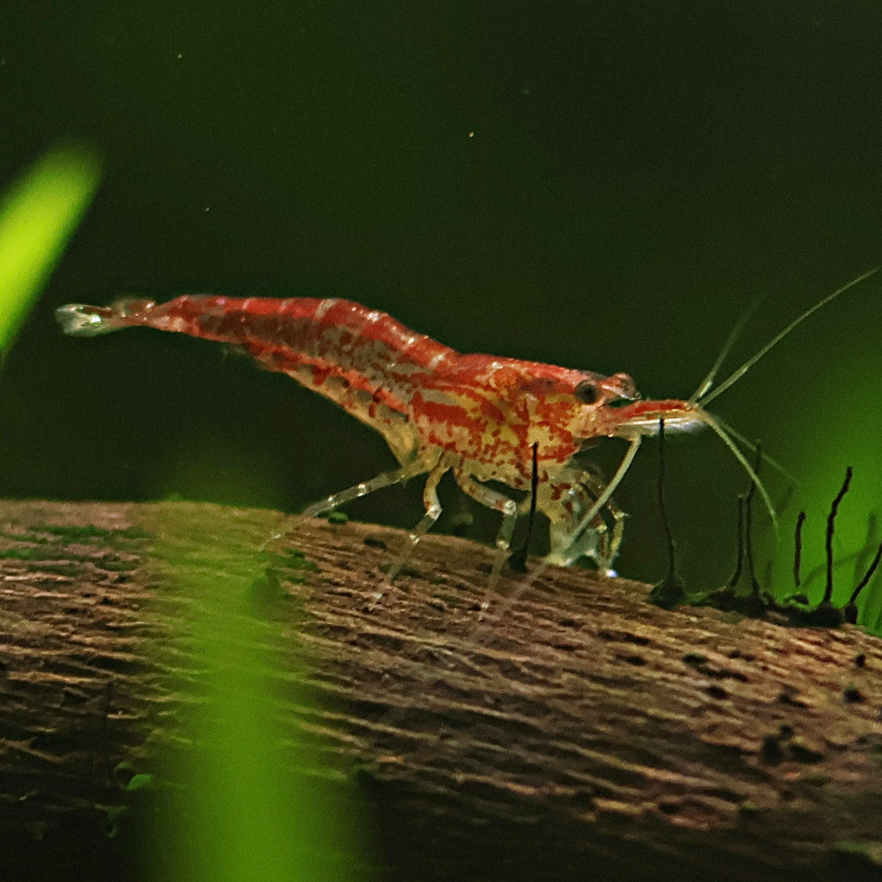 ❤️Crevette Neocaridina Red Cherry - a l'unité