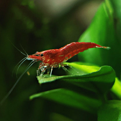 ❤️Crevette Neocaridina Sakura - a l'unité
