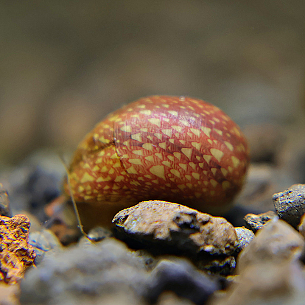 Escargot Pink Lady - Clithon sowerianum