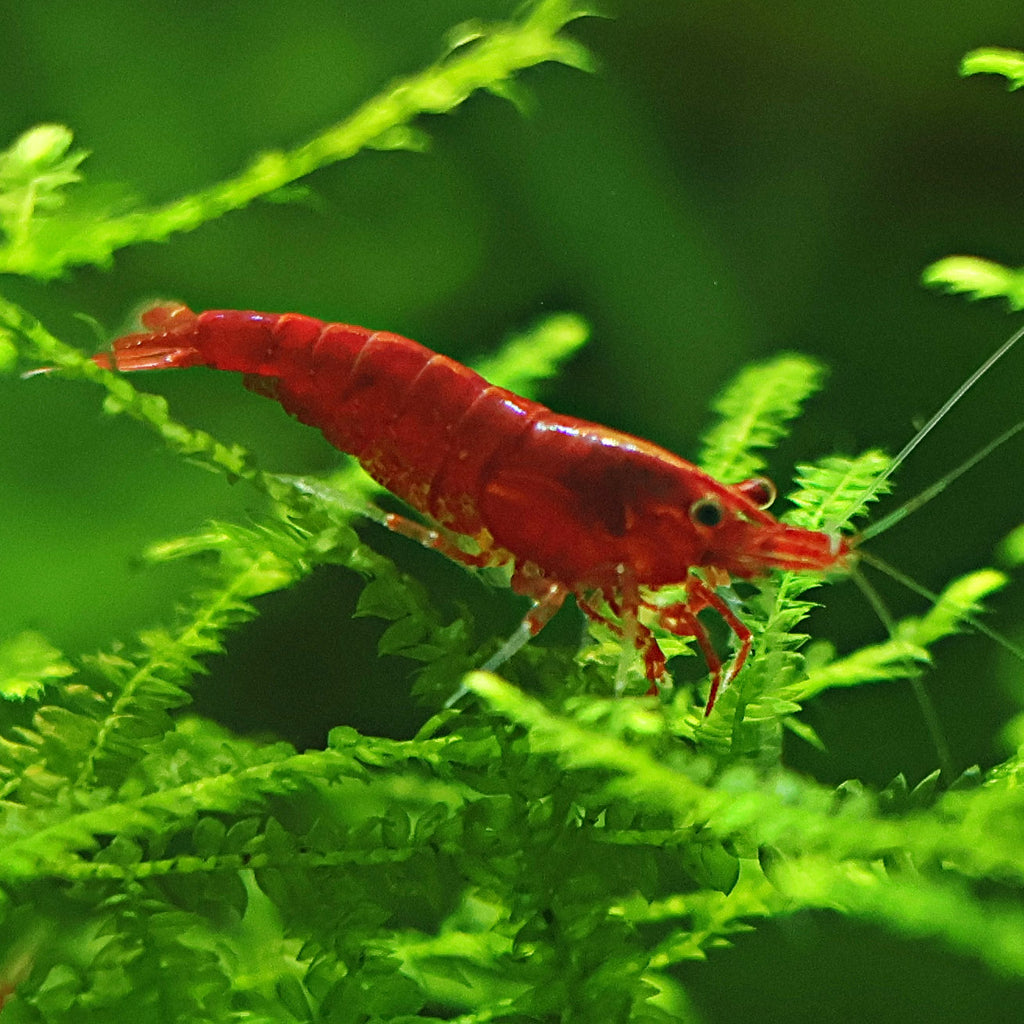 ❤️Crevette Neocaridina Red Fire - a l'unité