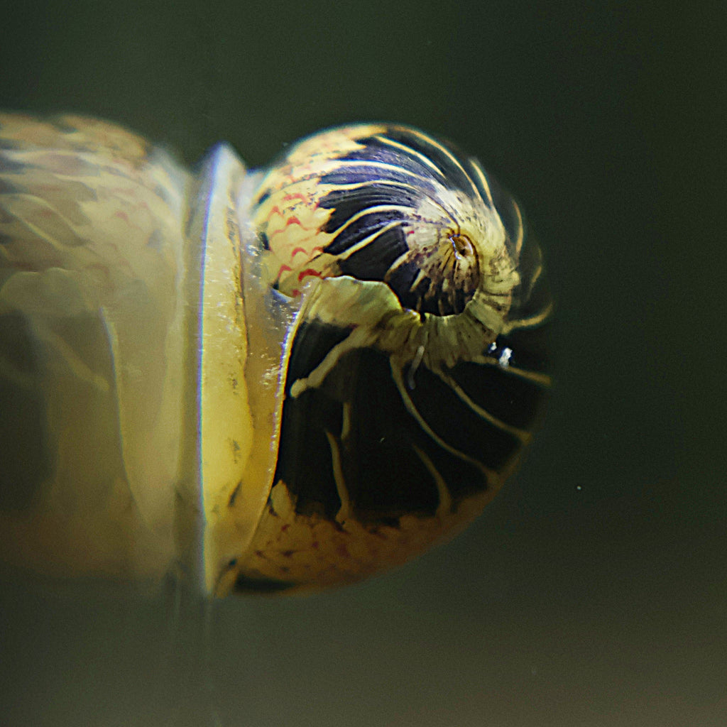 Escargot Yellow Fancy - Clithon sowerbianum