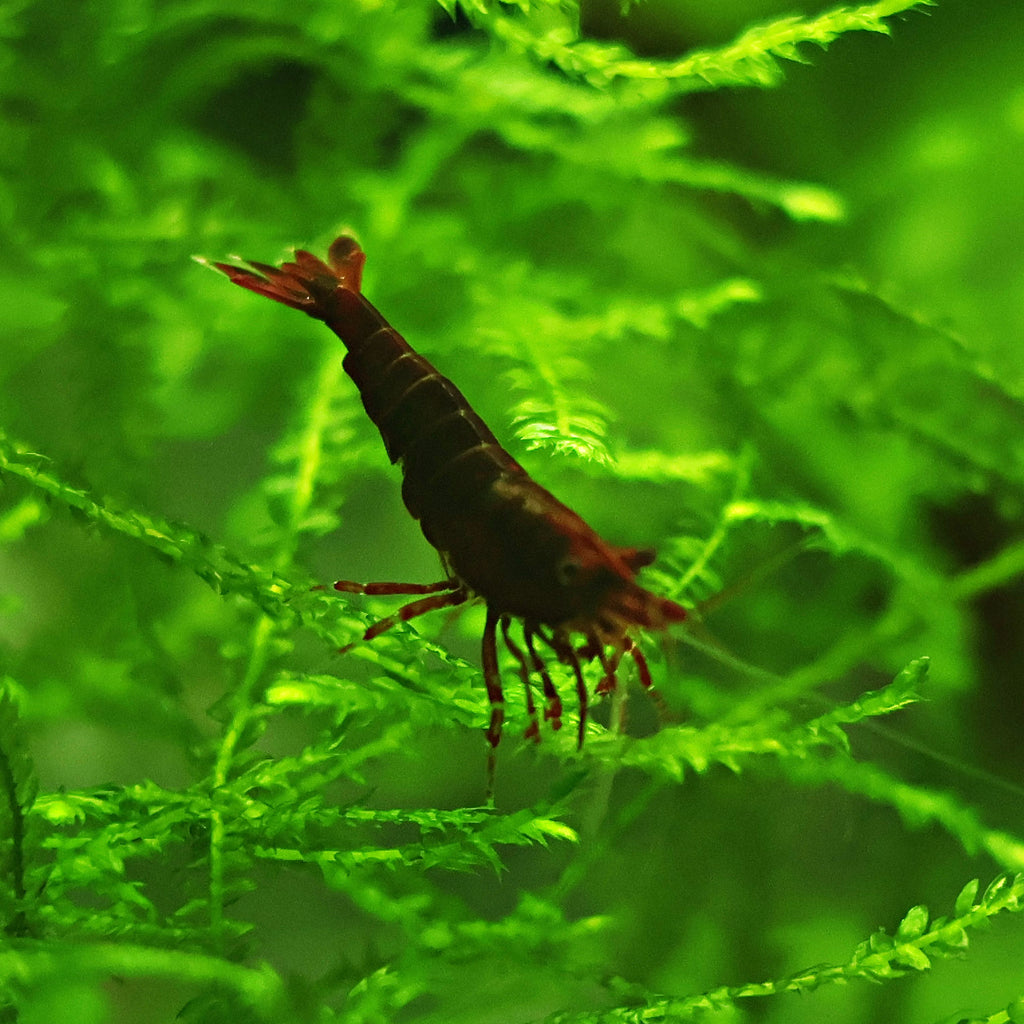 🤎Crevette Neocaridina Bloody Mary - a l'unité