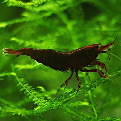 🤎Crevette Neocaridina Bloody Mary - a l'unité
