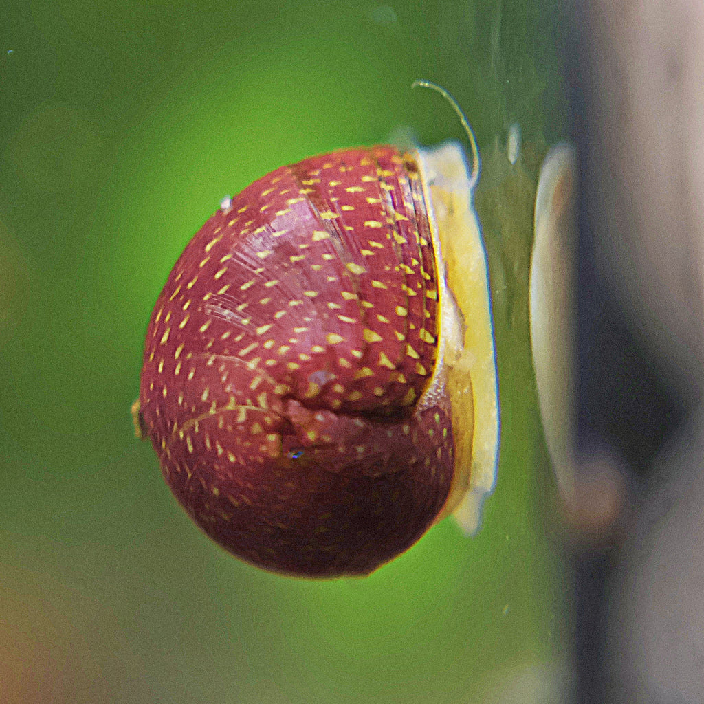 Escargot Pink Lady - Clithon sowerianum