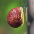 Escargot Pink Lady - Clithon sowerianum