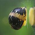 Escargot Yellow Fancy - Clithon sowerbianum