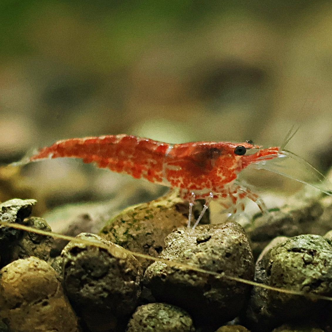 ❤️Crevette Neocaridina Red Cherry - a l'unité
