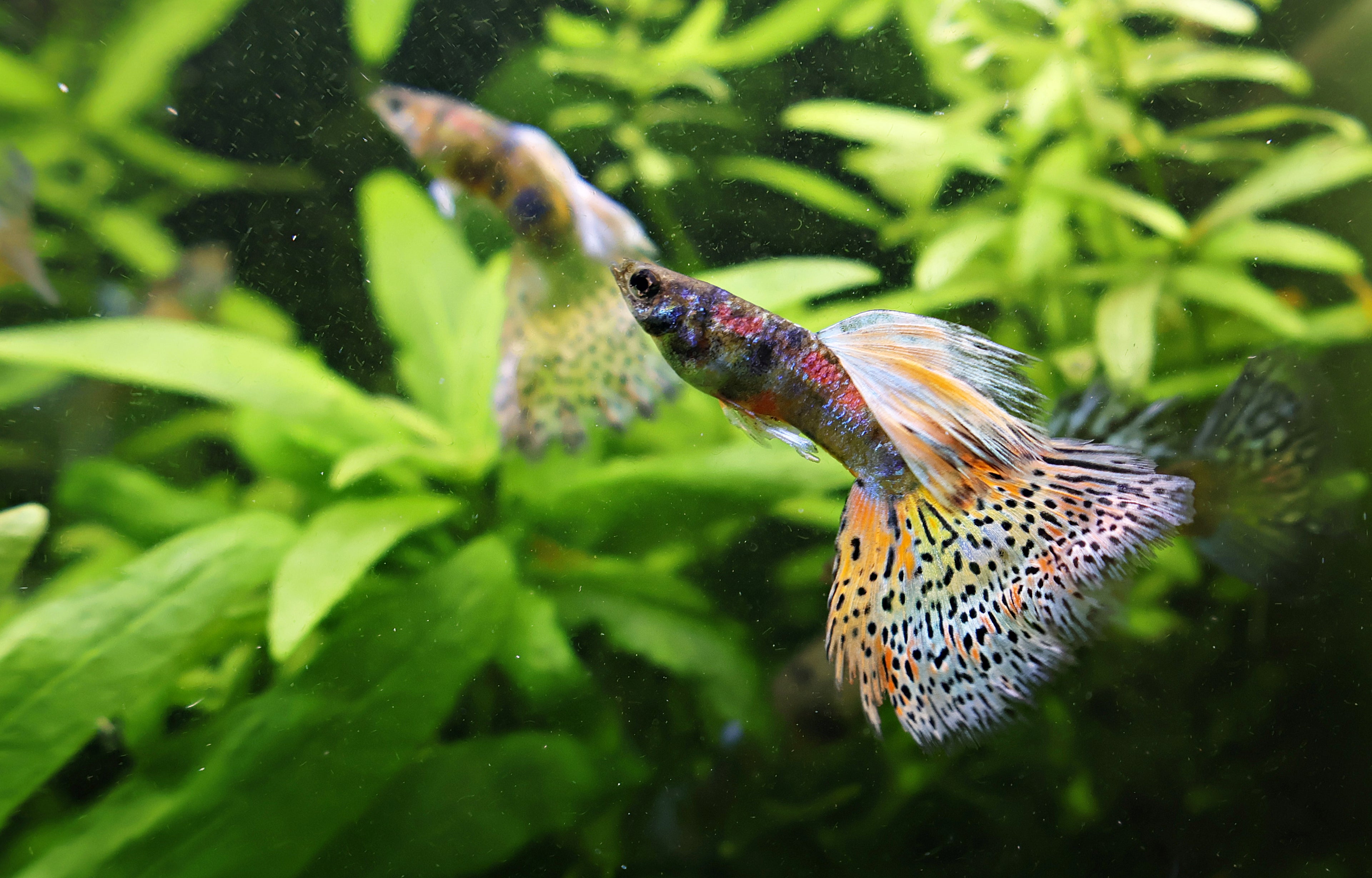 1/ Prismatic Iridescent Pantheres - Poecilia Reticulata