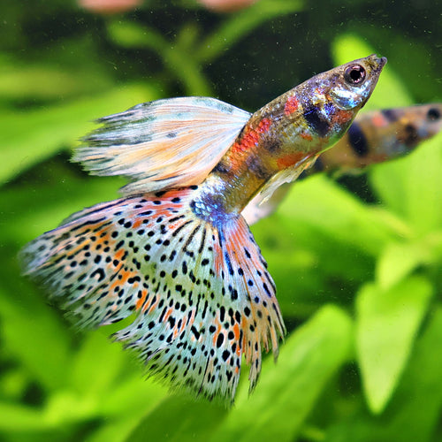 1/ Prismatic Iridescent Pantheres - Poecilia Reticulata