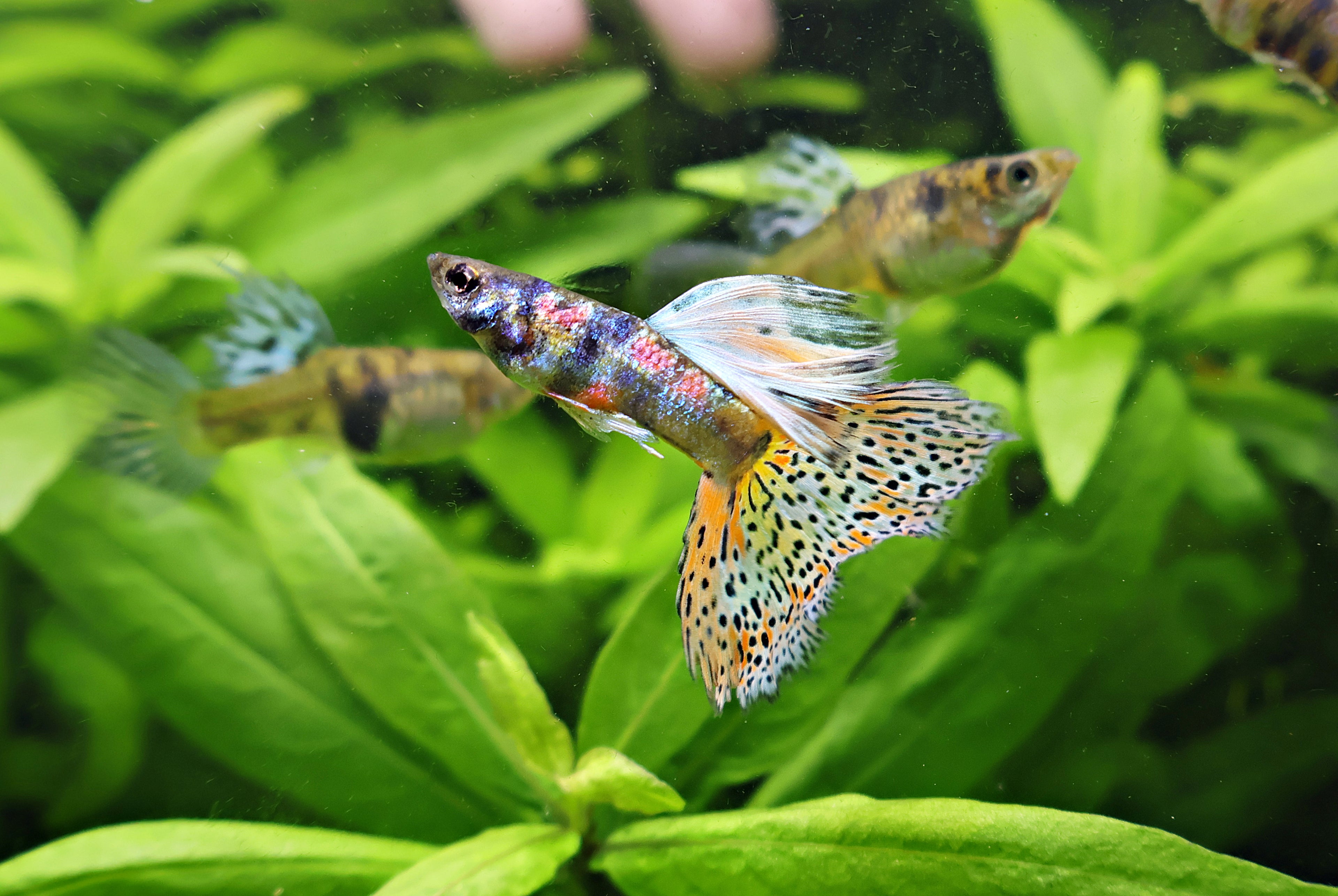 1/ Prismatic Iridescent Pantheres - Poecilia Reticulata