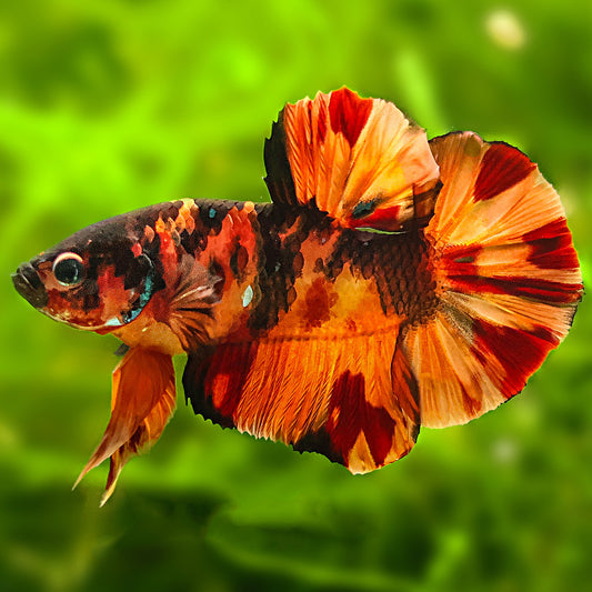 Betta Mâle Plakat Nemo Galaxy Halfmoon