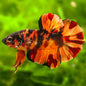 Betta Mâle Plakat Nemo Galaxy Halfmoon