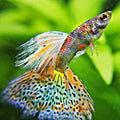 1/ Prismatic Iridescent Pantheres - Poecilia Reticulata