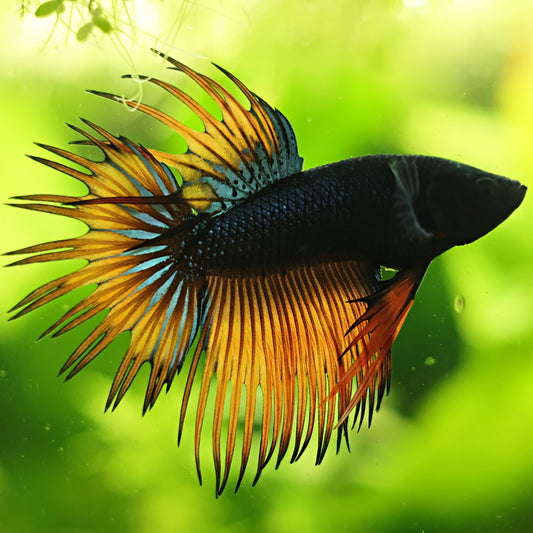 Spike - Mâle Crowntail Orange Bleu Royal 🇮🇩